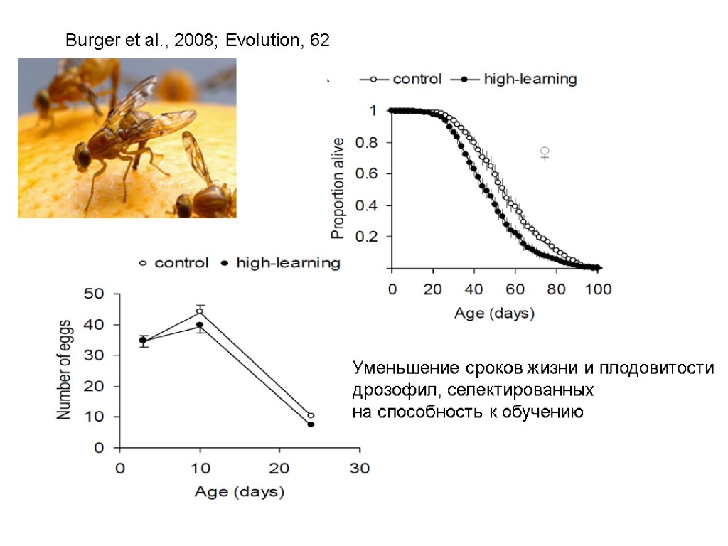 Burger et al., 2008; Evolution, 62 Уменьшение сроков жизни и плодовитости дрозофил, селектированных на